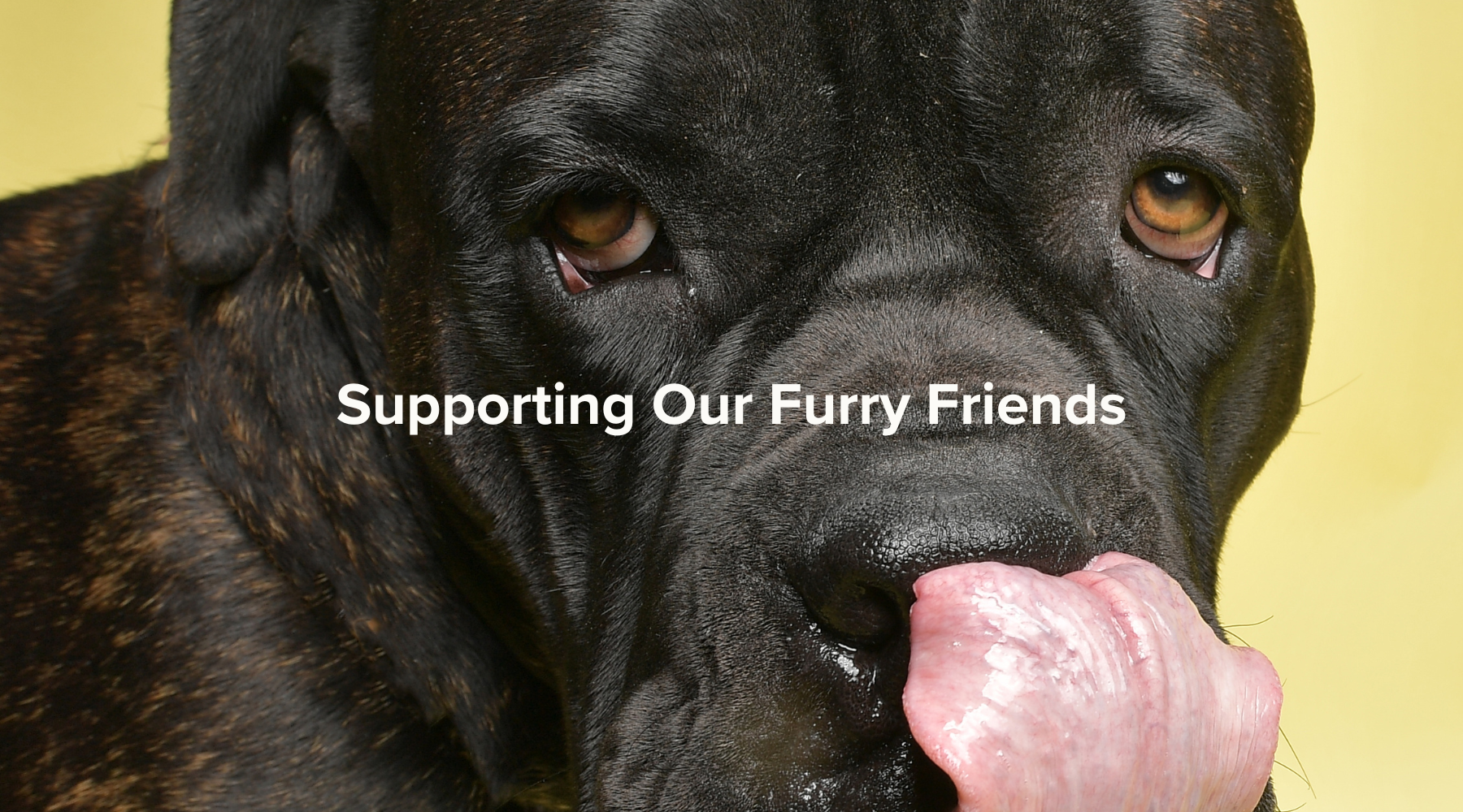 Image of a large, black, short-haired dog with sweet eyes licking his lips on a yellow background. The text "Supporting Our Fury Friends" is overlayed the image.